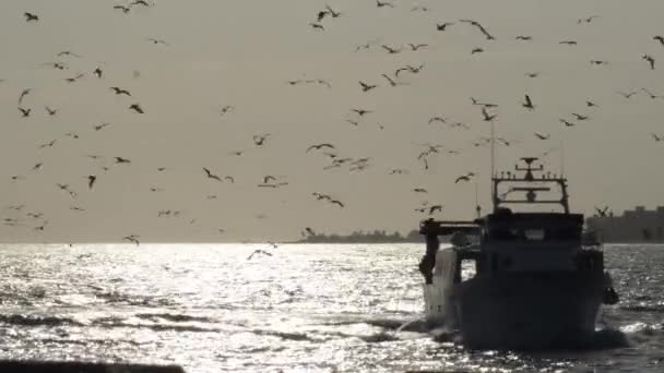 Fartyg Med Fiskmåsar Som Seglar Runt Till Hamnen Vid Solnedgången — Stockvideo