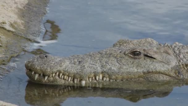 Krokodillenkop Drijvend Een Rivier Crocodylus Niloticus — Stockvideo