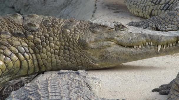 Cocodrilo Saliendo Del Río Crocodylus Niloticus — Vídeo de stock