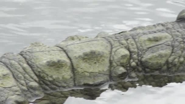 Lichaam Van Krokodil Passeren Crocodylus Niloticus — Stockvideo