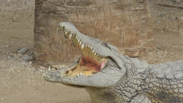 Cocodrilo Con Boca Abierta Crocodylus Niloticus — Vídeo de stock