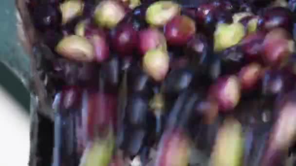石油工場の産業用コンベアに落ちて収穫されたオリーブ — ストック動画