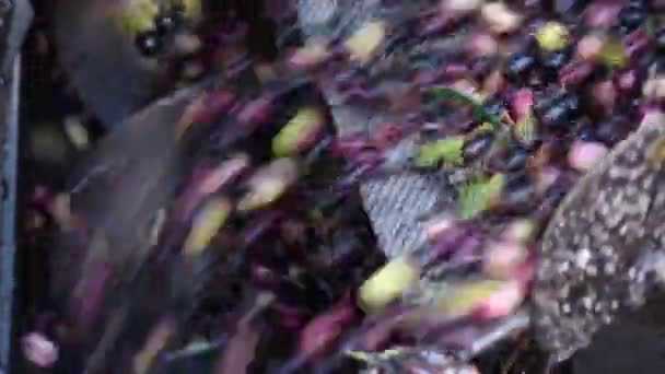 刚刚收获的橄榄在一家炼油厂的工业输送机中运输 — 图库视频影像