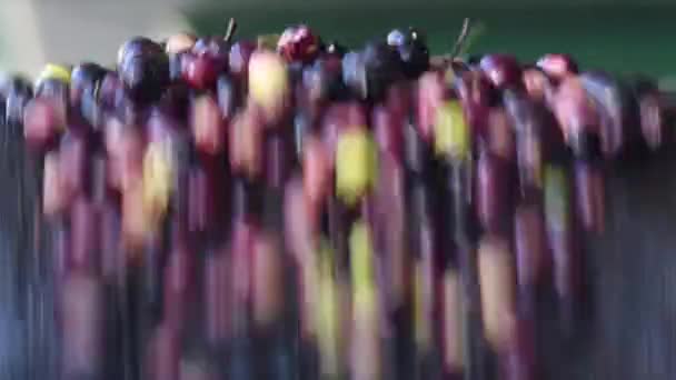 Olives Qui Viennent Être Récoltées Transportées Dans Convoyeur Industriel — Video
