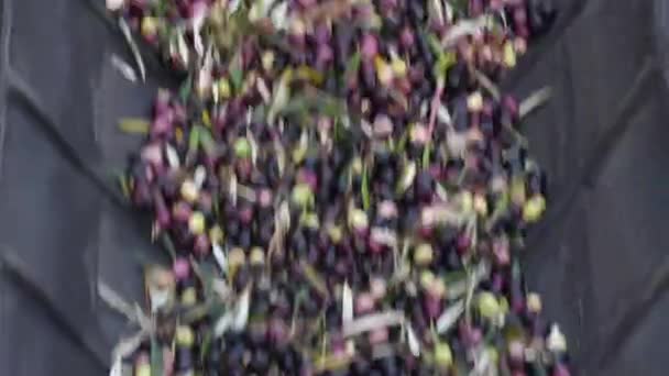 Olives Juste Récoltées Dans Convoyeur Industriel Dans Moulin Huile — Video