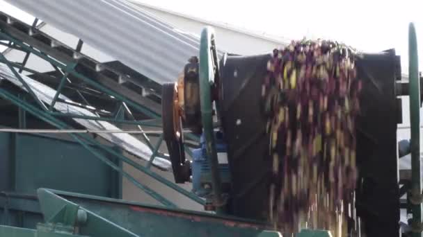 Convoyeur Industriel Transportant Des Olives Récoltées Dans Une Huilerie — Video