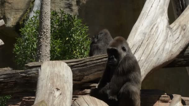 Nagy Gorilla Keres Egy Állatkert Természetes Park Nyugati Síkvidéki Gorilla — Stock videók