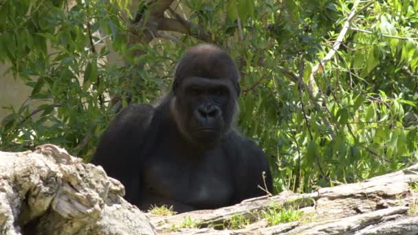 Grande Gorila Olhando Parque Natural Western Lowland Gorilla — Vídeo de Stock