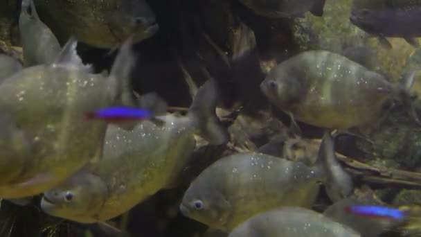 Piranhas Ventre Rouge Dans Aquarium Pygocentrus Nattereri — Video