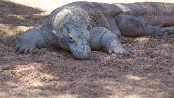 Dragón Komodo Parque Natural Varanus Komodoensis — Vídeo de stock