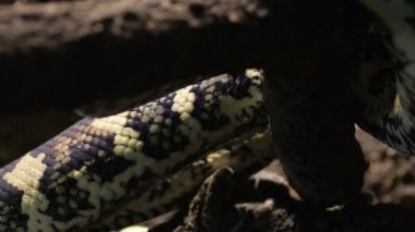 Elmas piton yılanının bedeni teraryumda sürünüyor.