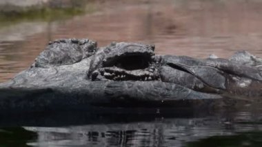 Sahte Ganj timsahı ya da Tomistoma, Tomistoma Schlegelii adlı doğal bir parka yarı batmış.