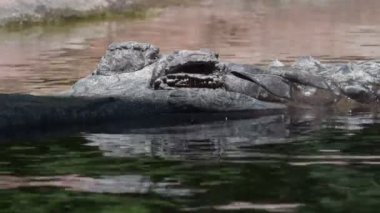 Sahte Ganj timsahının gözü ya da nehirdeki Tomistoma - Tomistoma schlegelii
