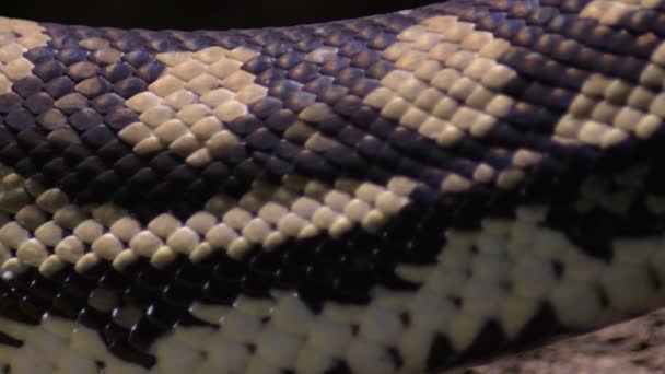 Körper Von Diamant Pythonschlange Unterwegs Morelia Spilota — Stockvideo