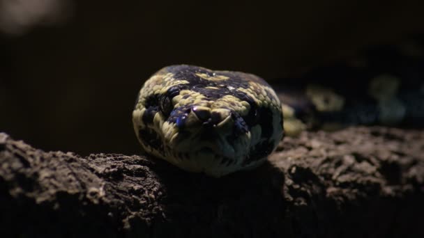 Diamant Python Orm Gäspning Ett Terrarium Som Ser Till Kamera — Stockvideo