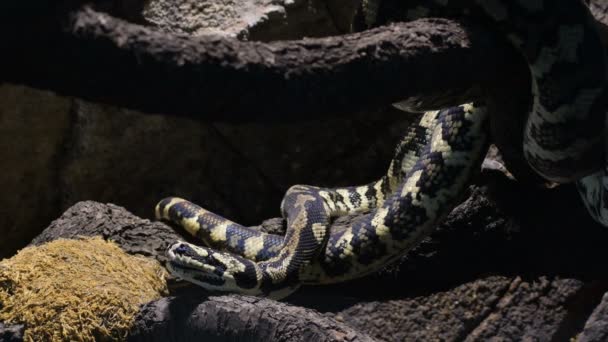 菱形蟒蛇在水族馆里打呵欠 莫雷利亚溢漏 — 图库视频影像