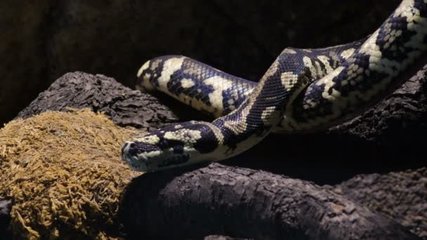 Ular Python Berlian Merayap Terrarium Morelia Spilota — Stok Video