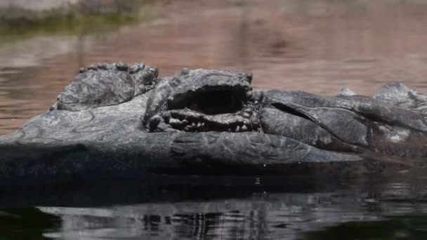 Falso Gharial Tomistoma Medio Sumergido Parque Natural Tomistoma Schlegelii — Vídeos de Stock