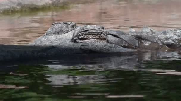 目を川の中で開いている偽の胃やトミストマ Tomistoma Schlegelii — ストック動画