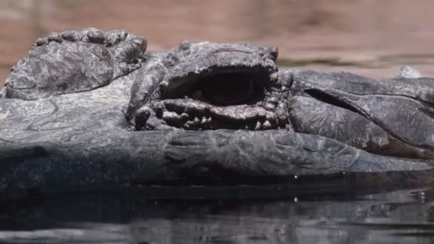 Eye False Gharial Tomistoma River Looking Tomistoma Schlegelii — Stock Video