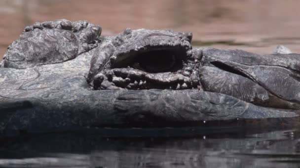 Occhio Falso Gaviale Tomistoma Fiume Alla Ricerca Tomistoma Schlegelii — Video Stock