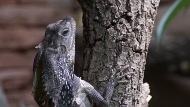 Chlamydosaurus Lagarto Del Cuello Con Volantes Árbol Chlamydosaurus Kingii — Vídeos de Stock