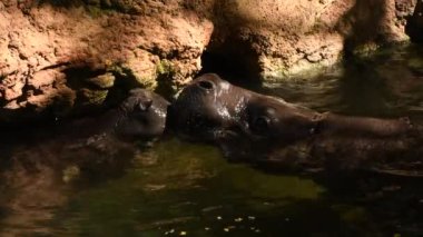Nehirde oynayan su aygırları - Choeropsis liberiensis