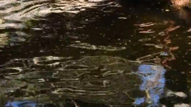 Hippos playing in the river of a zoo - Choeropsis liberiensis
