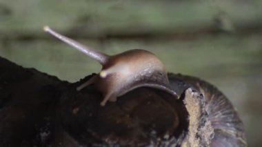 Akvaryumdaki dev Afrika salyangozu Achatina Fulica