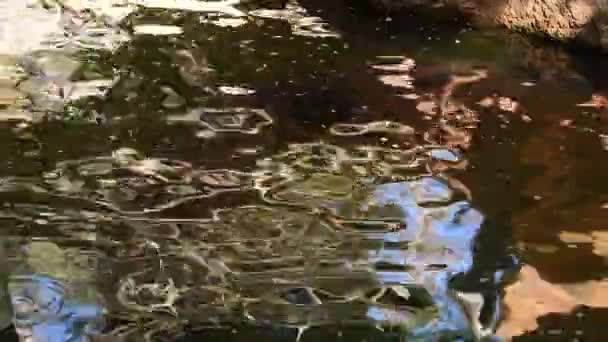 河上嬉戏的河马 自由拟南芥 — 图库视频影像