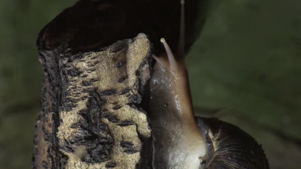 Caracol Gigante Africano Rastejando Lentamente Terrário Achatina Fulica — Vídeo de Stock