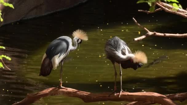 自然公园中的灰色冠鹤 — 图库视频影像