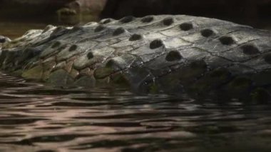 Timsahın cesedi bir nehre yarı batmış, Tomistoma Schlegelii.
