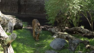 Sumatra kaplanı doğal bir parkta - Panthera tigris sumatrae