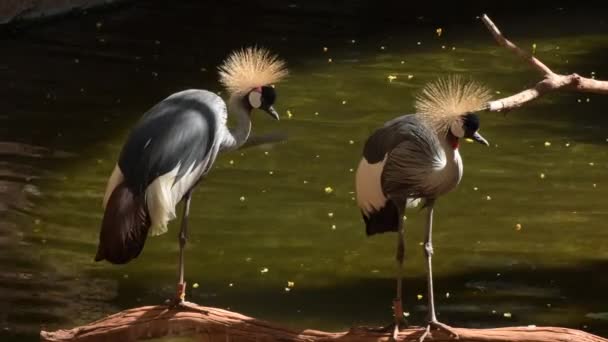 Graugekrönte Kraniche Einem Fluss Einem Naturpark Balearica Regulorum — Stockvideo