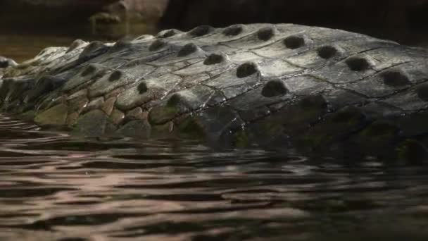 Body Crocodile Half Submerged River Tomistoma Schlegelii — Stock Video