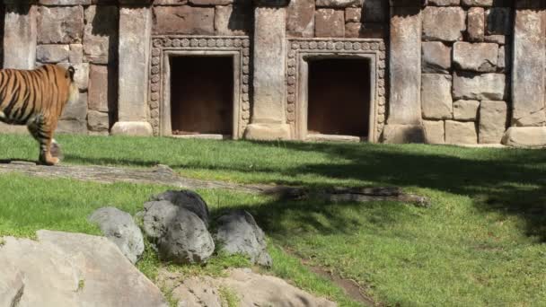 Tigre Sumatran Caminando Las Ruinas Antiguo Templo Panthera Tigris Sumatrae — Vídeos de Stock