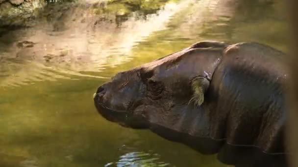 Pygmee Hippopotamus Een Rivier Choeropsis Liberiensis — Stockvideo