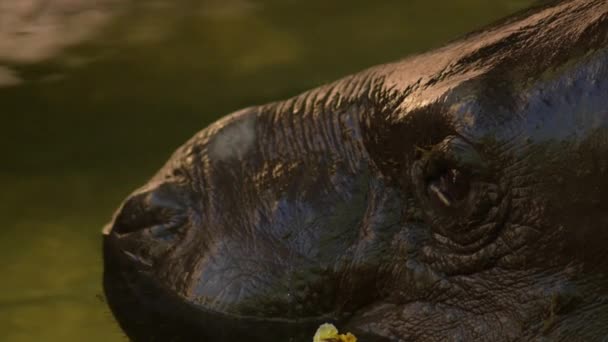 Pygmee Hippopotamus Een Rivier Close Choeropsis Liberiensis — Stockvideo