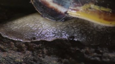 Sürünen dev salyangoz bedeni detayları.