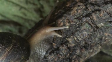 Akvaryumda ağaçta sürünen dev Afrika salyangozu Achatina Fulica