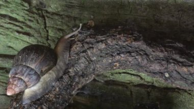 African giant snail crawling in a terrarium - Achatina fulica