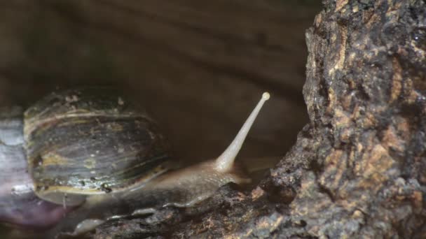 非洲巨型蜗牛在一个自然公园的水族馆里缓慢地爬行 — 图库视频影像