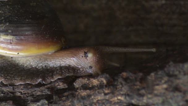 Γίγαντας Σαλιγκάρι Σέρνεται Ένα Terrarium Achatina Fulica — Αρχείο Βίντεο