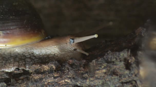 동물원의 공원에 용기에서 기어다니는 아프리카거인 달팽이 — 비디오