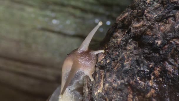 非洲巨型蜗牛爬行 阿卡蒂娜 富里卡 — 图库视频影像