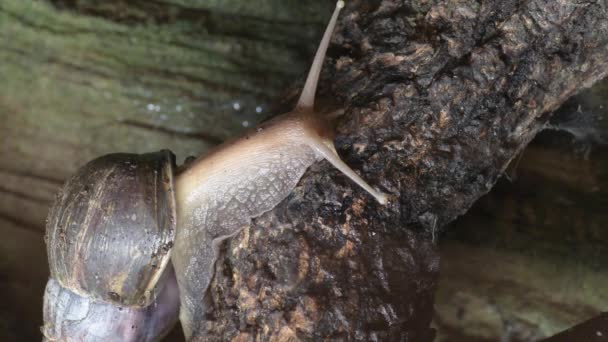 공원에 용기에서 기어다니는 아프리카거인 달팽이 — 비디오
