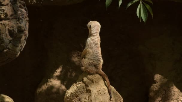 Meerkat Suricato Una Roccia Guardarsi Intorno Parco Naturale Dello Zoo — Video Stock