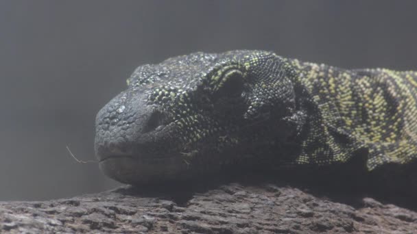 Varanus Salvadorii Mokradłach Krokodyl Monitor Jaszczurka Varanus Salvadorii — Wideo stockowe