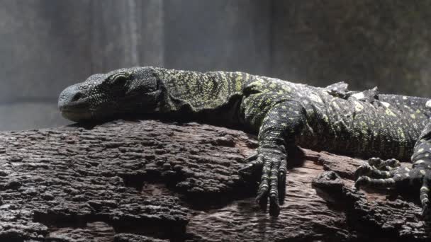 Varanus Salvadorii Árbol Lagarto Monitor Cocodrilo Varanus Salvadorii — Vídeos de Stock